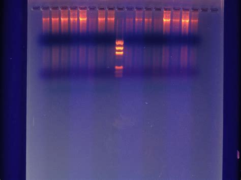 Using Ampure beads for DNA quality control?