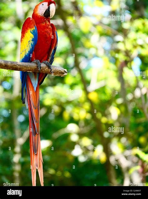 Colorful Scarlet Macaw in Copan, Honduras Stock Photo - Alamy