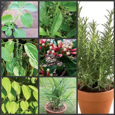 Buy Best All Spice Plant (Pack of 8) Nursery Nisarga