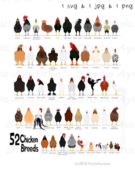 52 Breeds of Chicken Chart Svg Jpg Png 1620'' - Etsy