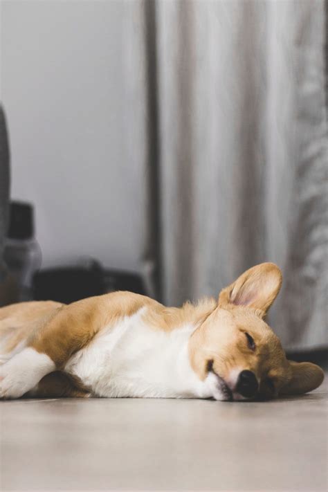 6 Reasons Why Corgis Sleep on Their Backs (Weird Sleeping Habits Explained!) | Corgi Adoption