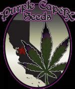 Pink Panties (de Purple Caper Seeds) :: Info de Variedad