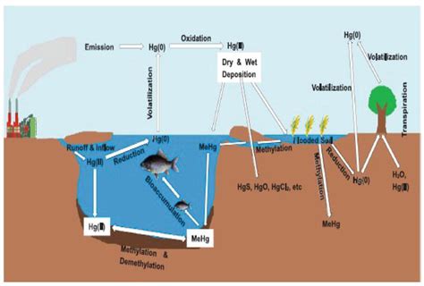 Mercury Pollution: Dangers and Treatment | IntechOpen