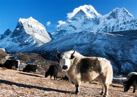 Visit Sagarmatha National Park (Highest Peak of The World ) in Nepal