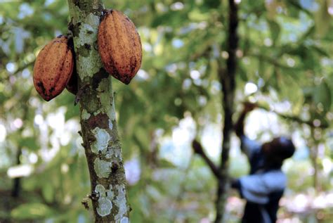 Nigeria: Cocoa Beans Farming Has Prospect