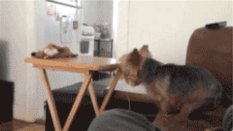 Dog Fail GIF - Find & Share on GIPHY