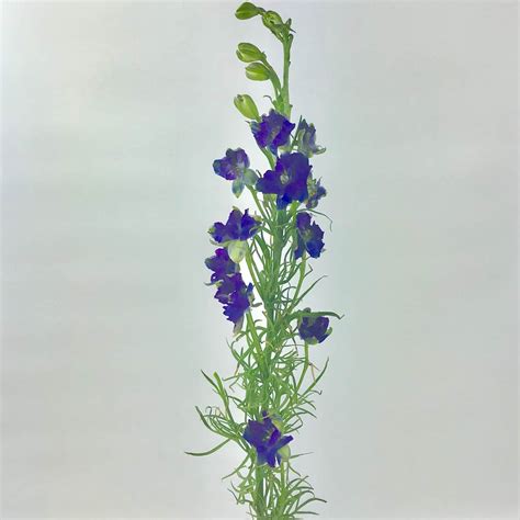 LARKSPUR - PURPLE - Wholesale Bulk Flowers - Cascade Floral