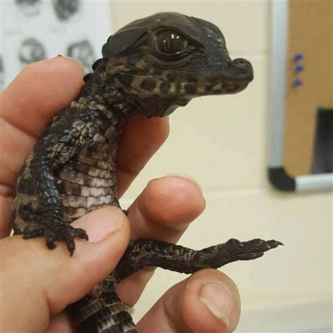 DWARF CAIMAN Born at St. Augustine Alligator Farm Zoological Park, FL. | Cute reptiles, Pet ...