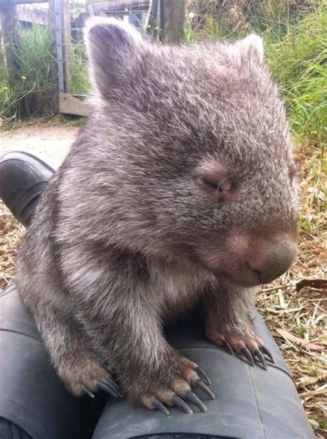 38 best Australia's Cute Animals: Wombats images on Pinterest | Animal kingdom, Baby animals and ...