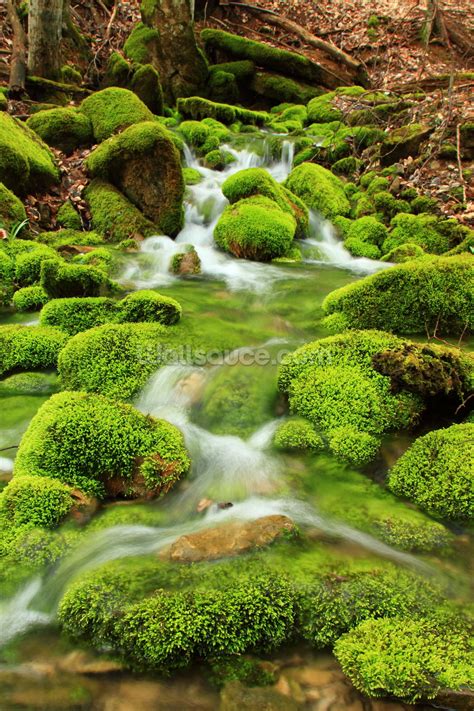 Mountain stream, mossy stones Wallpaper Mural | Wallsauce USA