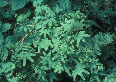 Lygodium palmatum (American climbing fern): Go Botany