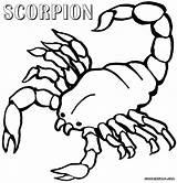 Scorpions Coloring Pages  Home sketch template
