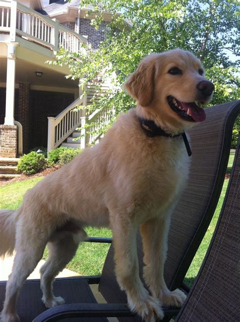 Full grown Golden Retriever-Cocker Spaniel (Comfort Retriever ...