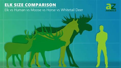 Moose Vs Deer: What Are the Differences? - A-Z Animals