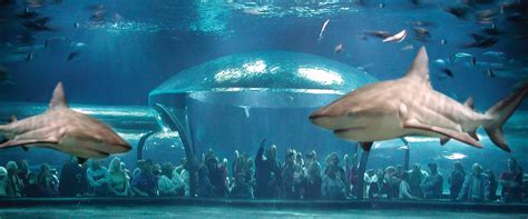 Meet the world's largest captive bull sharks at the Oklahoma Aquarium in Jenks, OK. Oklahoma ...