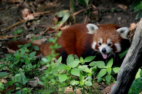 Ailuridae - Red Panda | Wildlife Journal Junior