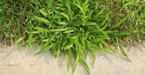 How to get rid of crabgrass in the spring? - Lawn Gardeners