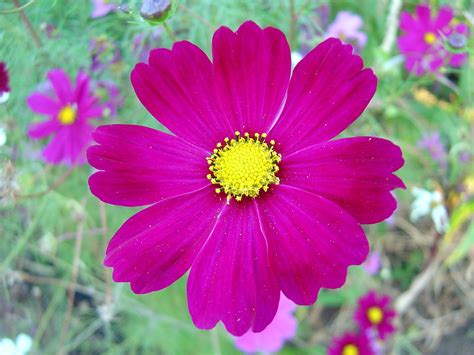 File:Dark pink cosmos flower.jpg - Wikimedia Commons