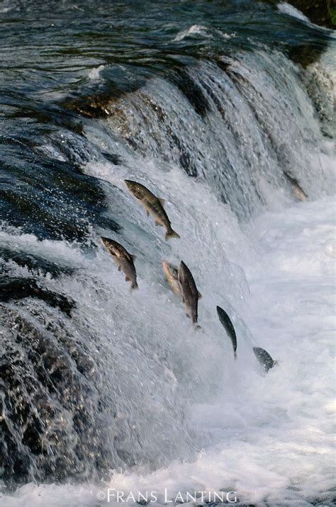 Best Betta Food - What to Feed Your Betta Fish | Fishing photography, Katmai national park ...