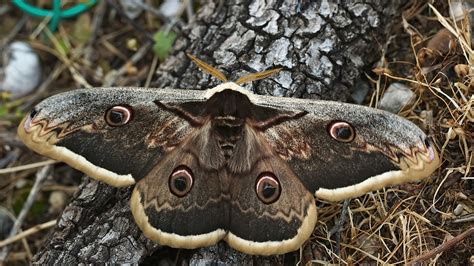 The Passive Stealth Wing of the Moth | The Institute for Creation Research