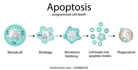 1,990 imágenes, fotos de stock, objetos en 3D y vectores sobre Apoptosis | Shutterstock