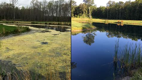 What Causes Algae In Ponds