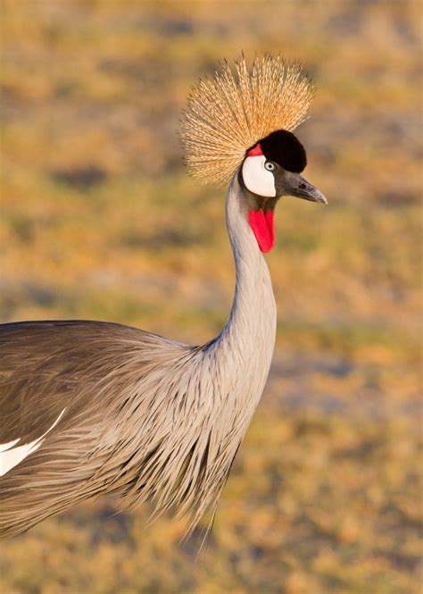 Africa’s endangered species - 10,000 Birds