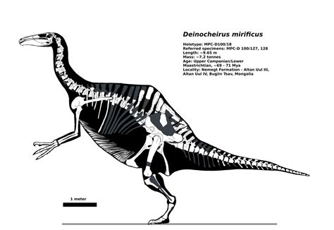 Shantungosaurus Skeleton