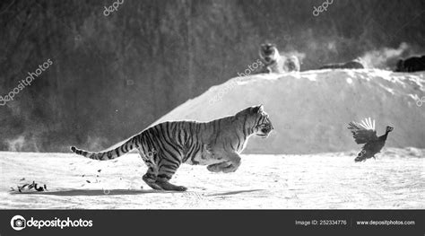 Siberian Tiger Hunting Prey Fowl Action Winter Black White Siberian ...