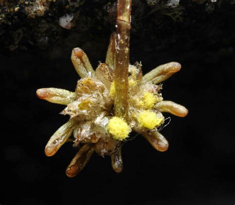 Marchantia polymorpha - archegoniophore with sporophytes - a photo on Flickriver