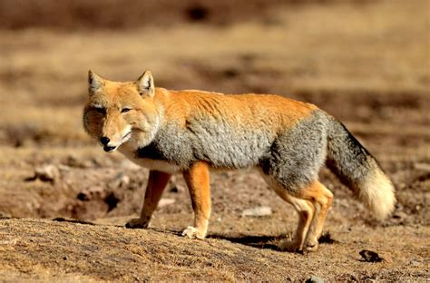 Paradise for wild animals: more tibetan foxes, kiang, tibetan antelope prowl through ...