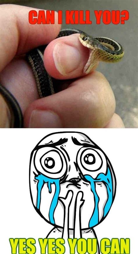 Aww it's adorable!! | Cute snake, Funny animal memes, Cute reptiles