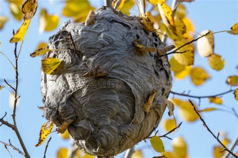 Big Hornets Nest High in Tree Stock Image - Image of danger, insect ...