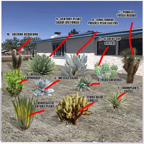 Desert Plants Names and Pictures - Guzman's Greenhouse | Desert plants landscaping, Plants name ...