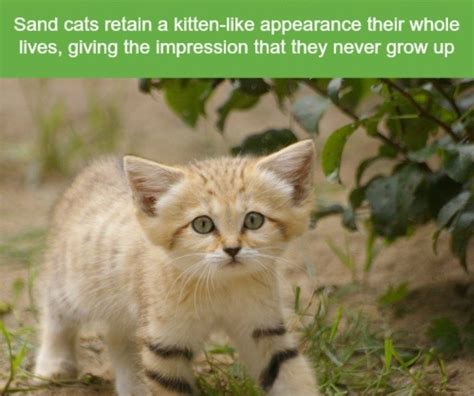 21 Crazy Animal Facts That Prove You Learn Something New Everyday - I ...