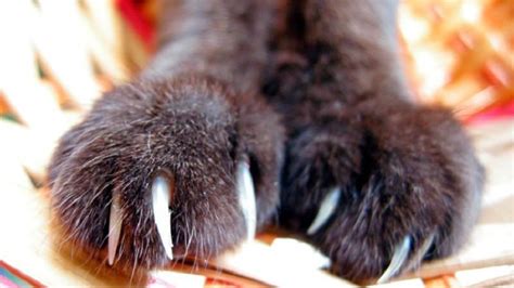 Cat Scratch Disease: Causes, Symptoms and Prevention - Pet Loves Best