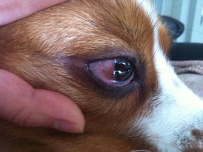 Recurring dog eye infection - Organic Pet Digest