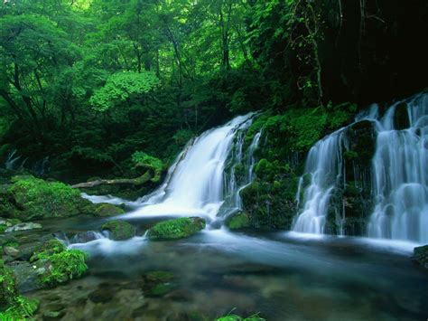 Download Tree Green Forest Nature Waterfall Wallpaper