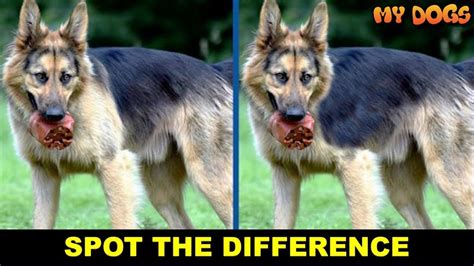 Find The Difference Dog | Spot The Difference | Can You Find All Difference In 15S? PT.2 - YouTube