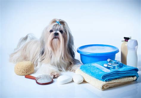 8 Simple Tips To Make Bathing A Shih Tzu Better