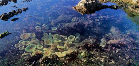 Intertidal Zone Biome