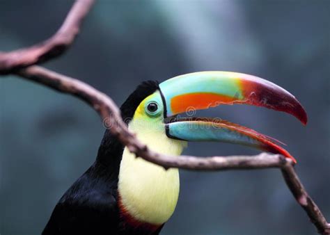 Toucan with Beak Open stock photo. Image of vibrant, exotic - 14813848