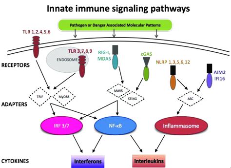 Innate immune signalling pathways : 네이버 블로그