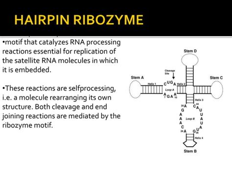 Ribozyme technology | PPT