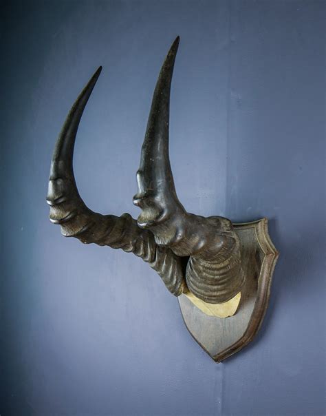 African Western hartebeest horns and skull cap AHS264 | Antlers Horns ...