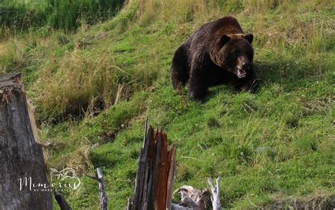 grizzly bear at the wildlife conservation center anchorage alaska | Grizzly bear, Black bear ...