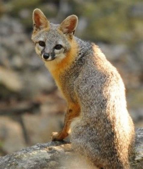 The Gray Fox - Graceful Beautiful Interesting and Not A Dog - Animals and Wildlife in Wimberley ...