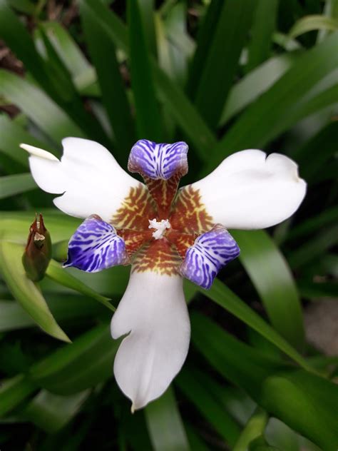 What's this beautiful flower? Seen in Colombia, don't know if endemic ...