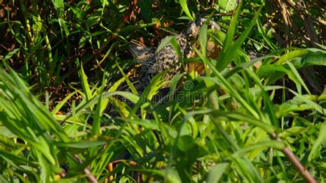 The Jaguar Hunting a Yacare Caiman on the Rivers Edge Stock Footage ...