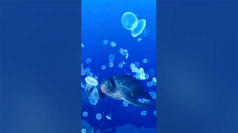 Giant Sea Turtle Eating Jellyfish Alive in the Ocean! – Swimming With Leatherback Turtle - YouTube